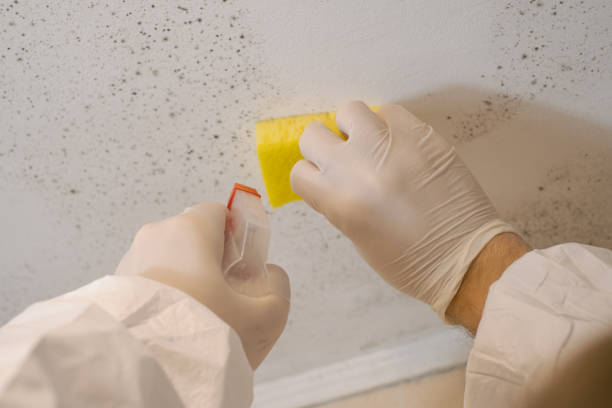 Best Biohazard Mold Removal  in Wilton Center, CT