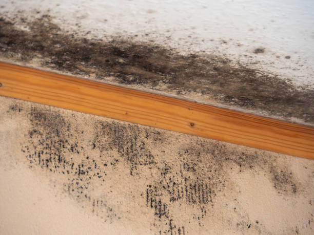Best Mold Removal for HVAC Installations  in Wilton Center, CT