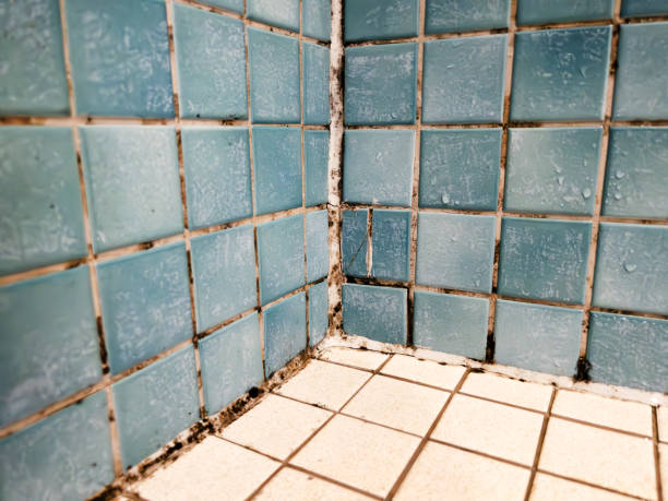 Reliable Wilton Center, CT Mold Removal Solutions