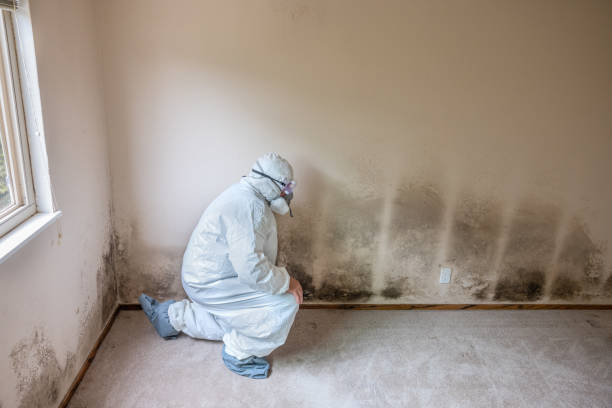 Mold Odor Removal Services in Wilton Center, CT